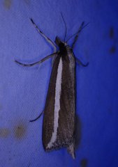 Carectocultus perstrialis