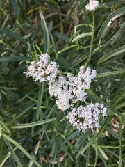 Grazielia serrata