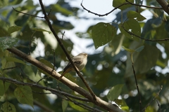 Phoenicurus hodgsoni