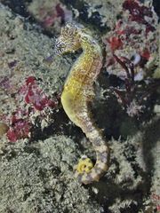 Hippocampus comes