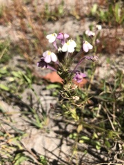 Triphysaria versicolor