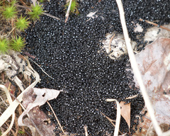 Dolichoderus taschenbergi