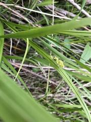 Carex normalis