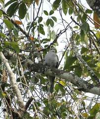 Ducula badia