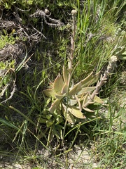 Dudleya abramsii