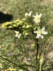 Toxicoscordion fontanum