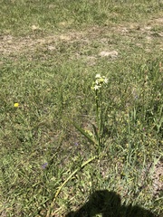 Toxicoscordion fontanum