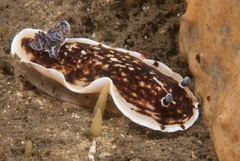 Aphelodoris varia