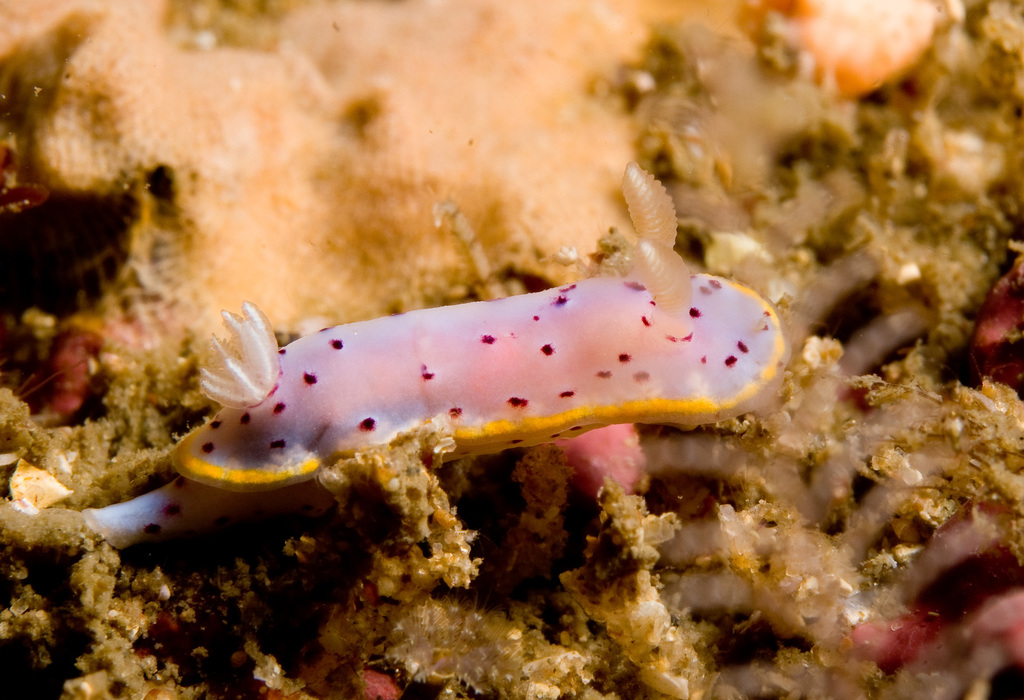 Goniobranchus
