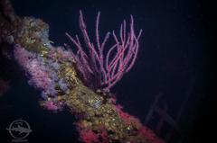 Leptogorgia chilensis