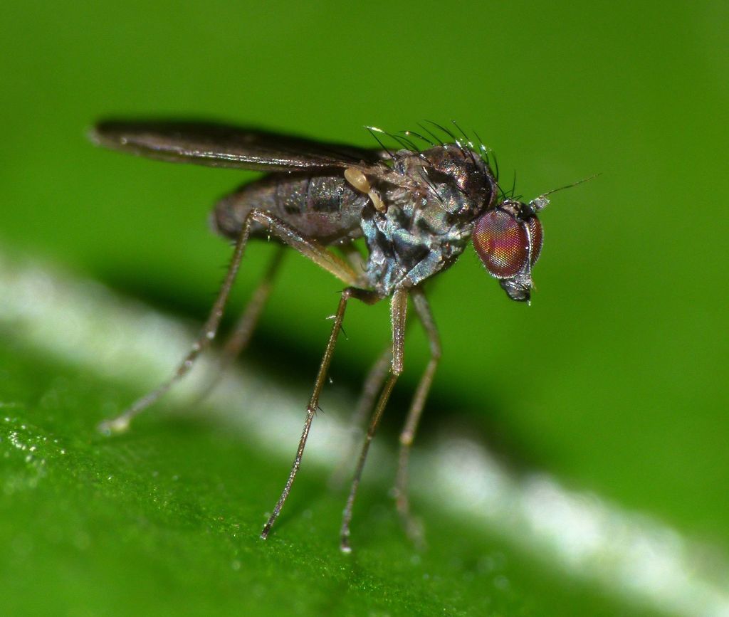 Micropygus vagans