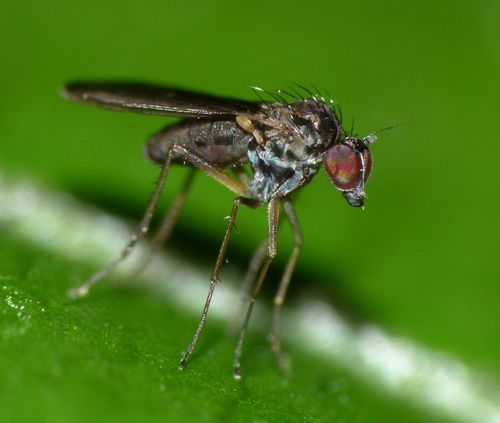 Micropygus vagans