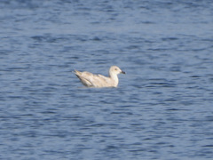 Larus glaucoides