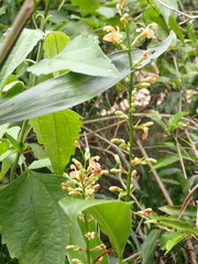 Alpinia conchigera