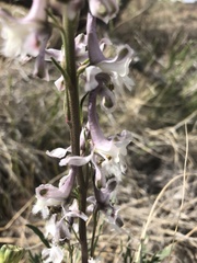 Delphinium wootonii