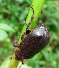 Cyphonistes vallatus