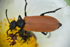 Lytta fulvipennis