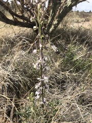 Delphinium wootonii