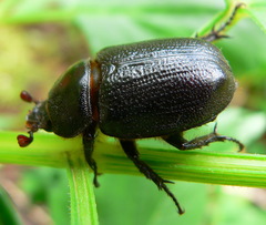 Cyphonistes vallatus