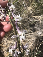 Delphinium wootonii