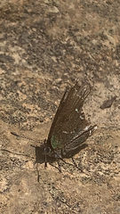 Callophrys gryneus