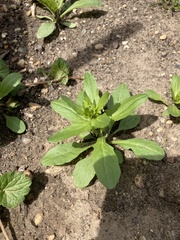 Thlaspi arvense