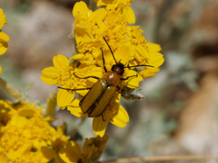 Nemognatha scutellaris