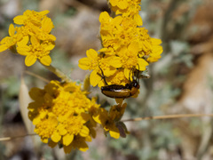 Nemognatha scutellaris