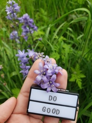 Hyacinthoides hispanica