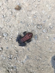 Leptodactylus peritoaktites