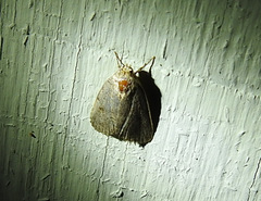 Acronicta hastulifera