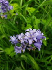 Hyacinthoides hispanica