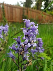 Hyacinthoides hispanica