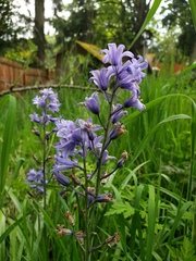 Hyacinthoides hispanica
