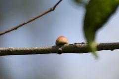 Callirhytis quercusventricosa