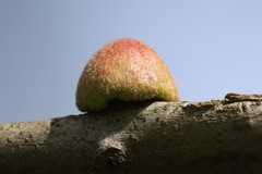 Callirhytis quercusventricosa