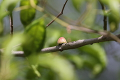 Callirhytis quercusventricosa