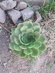 Aeonium