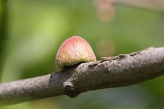Callirhytis quercusventricosa