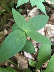 Spigelia marilandica