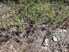 Ribes roezlii roezlii