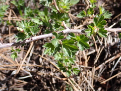Ribes roezlii roezlii