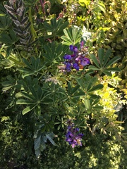Lupinus succulentus