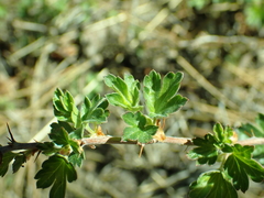 Ribes roezlii roezlii