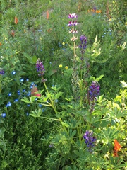 Lupinus succulentus