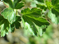 Ribes roezlii roezlii