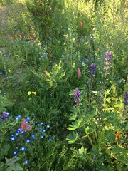 Lupinus succulentus