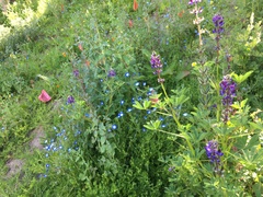 Lupinus succulentus