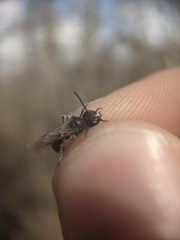 Andrena bradleyi