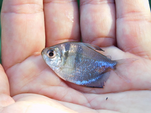 Black tetra (Gymnocorymbus ternetzi) — Characidae — 2